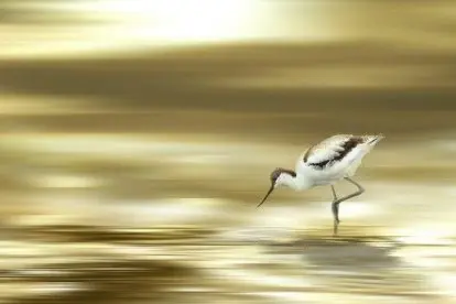 VIDEO: Nieuw leven rondom de Marker Wadden