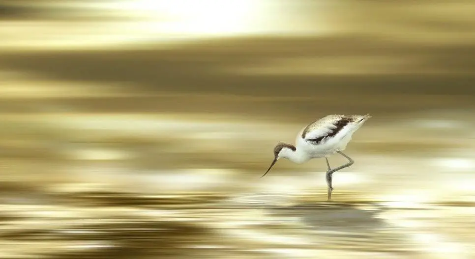 VIDEO: Nieuw leven rondom de Marker Wadden
