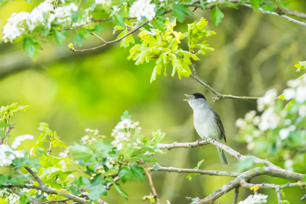 Zingende zwartkop in het groen