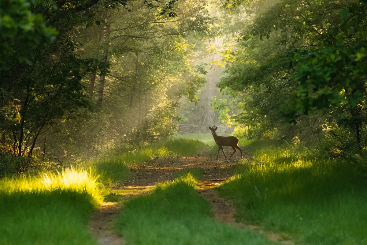 Natuurfotografie in Nederland | Een oorverdovende stilte in de natuur