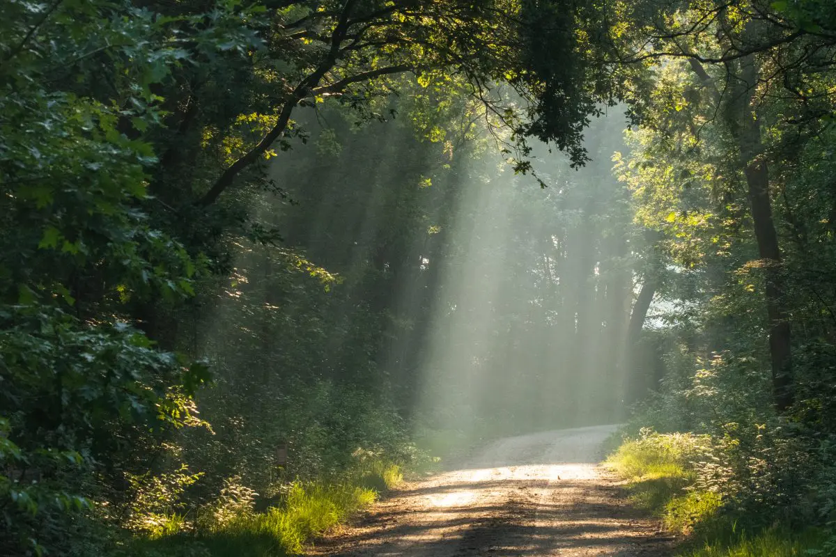 Zonnestralen door het bladerdak