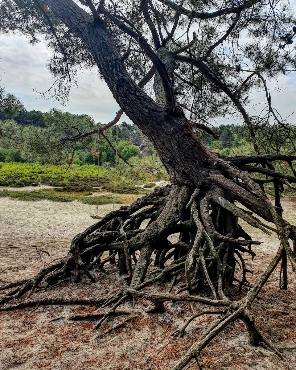 Hoogste duintop Nederland