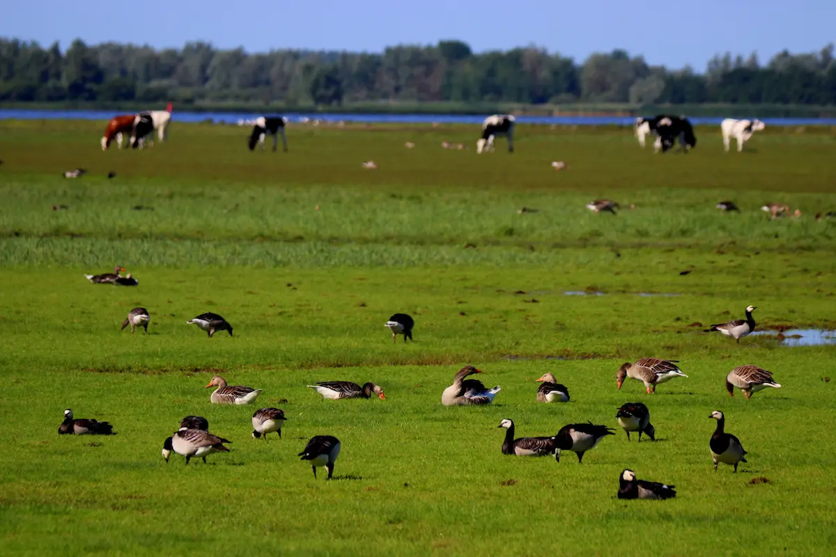 Nationaal Park Lauwersmeer
