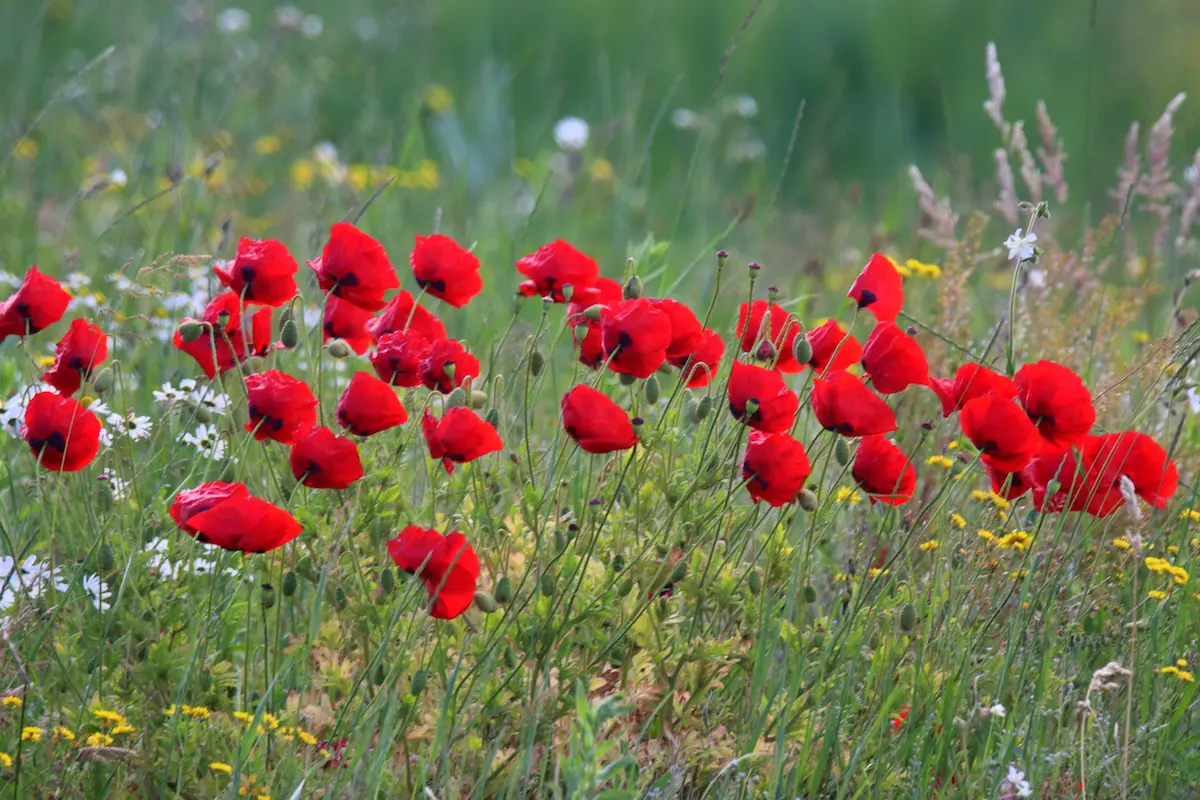 Nationaal Park Lauwersmeer