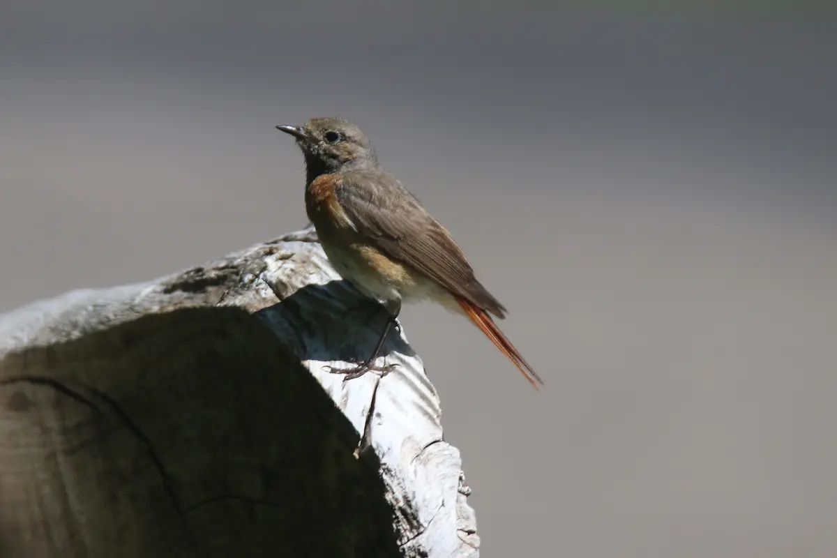 Nationaal Park Lauwersmeer