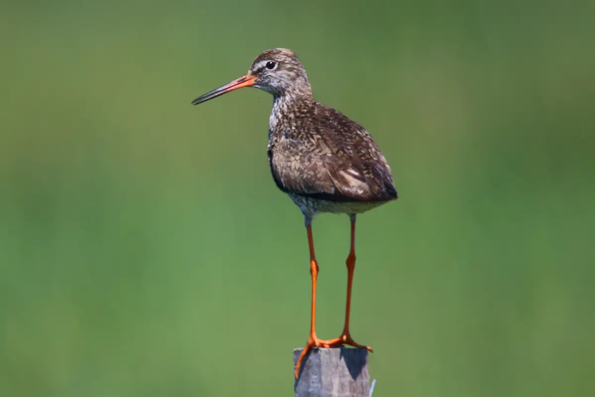 Nationaal Park Lauwersmeer