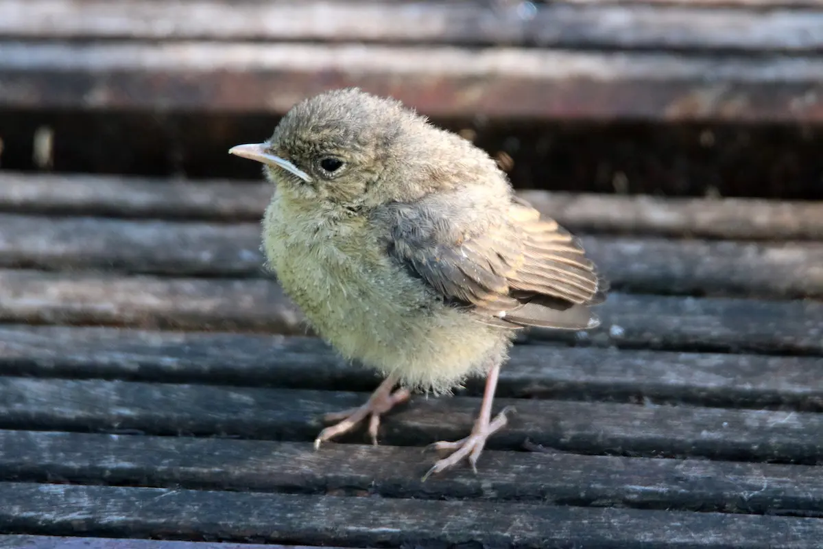 Nationaal Park Lauwersmeer