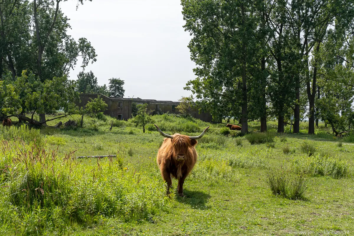 schotse hooglanders tiengemeten