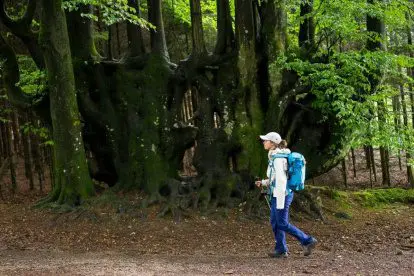 De Belgische Ardennen | hier moet je gewoon echt een keer gaan wandelen!
