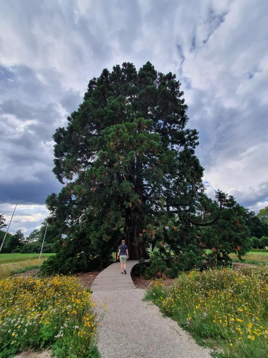Sequoia Arcen Provincie Limburg