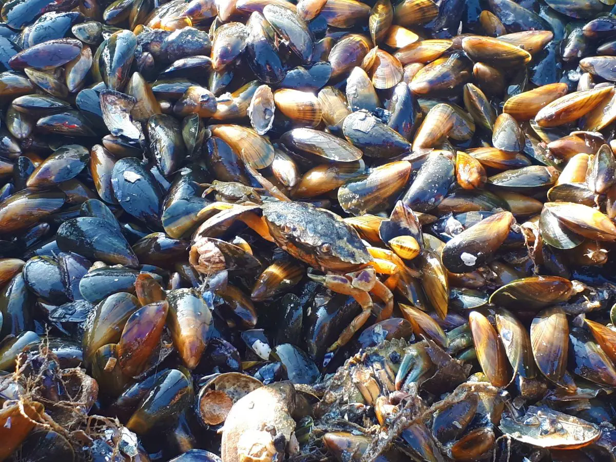 Een dagje naar Mosseldorp Bruinisse: traditie en ambitie in Zeeland