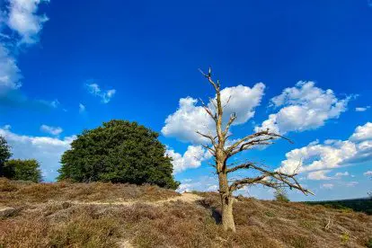 Fotoverslag | Wandelen op de Veluwezoom bij Rheden