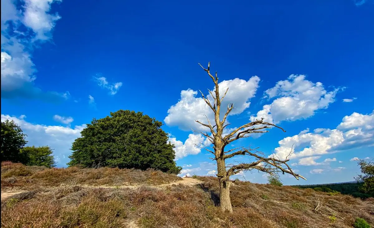 Fotoverslag | Wandelen op de Veluwezoom bij Rheden