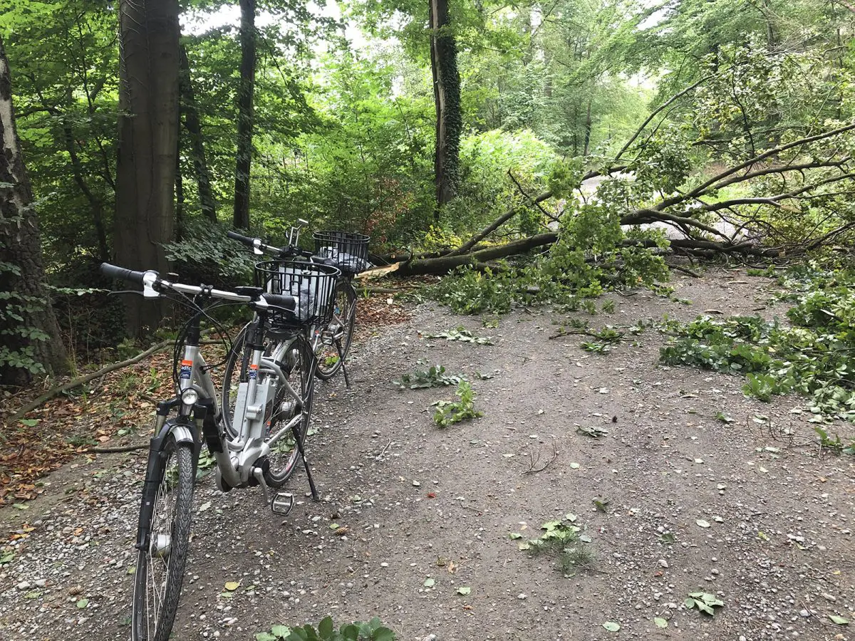 Deze boom was een obstakel op de weg