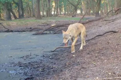 Geweldig scherpe beelden van wolf op de Veluwe