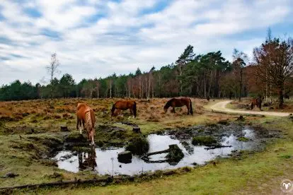 Wandelroutes in Nederland | Planken Wambuis, Gelderland