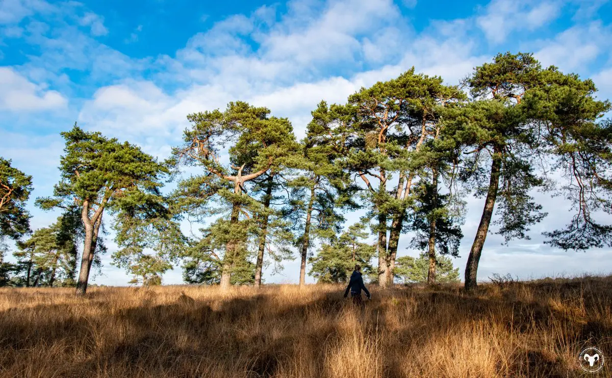 Wandelroutes NL | Wandelen bij Deelerwoud op de Veluwe