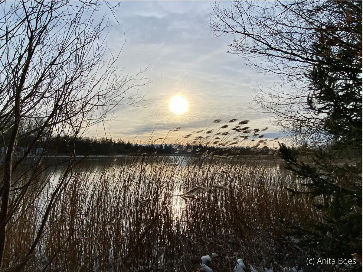 Rietpluimen bij de Kuinderplas.