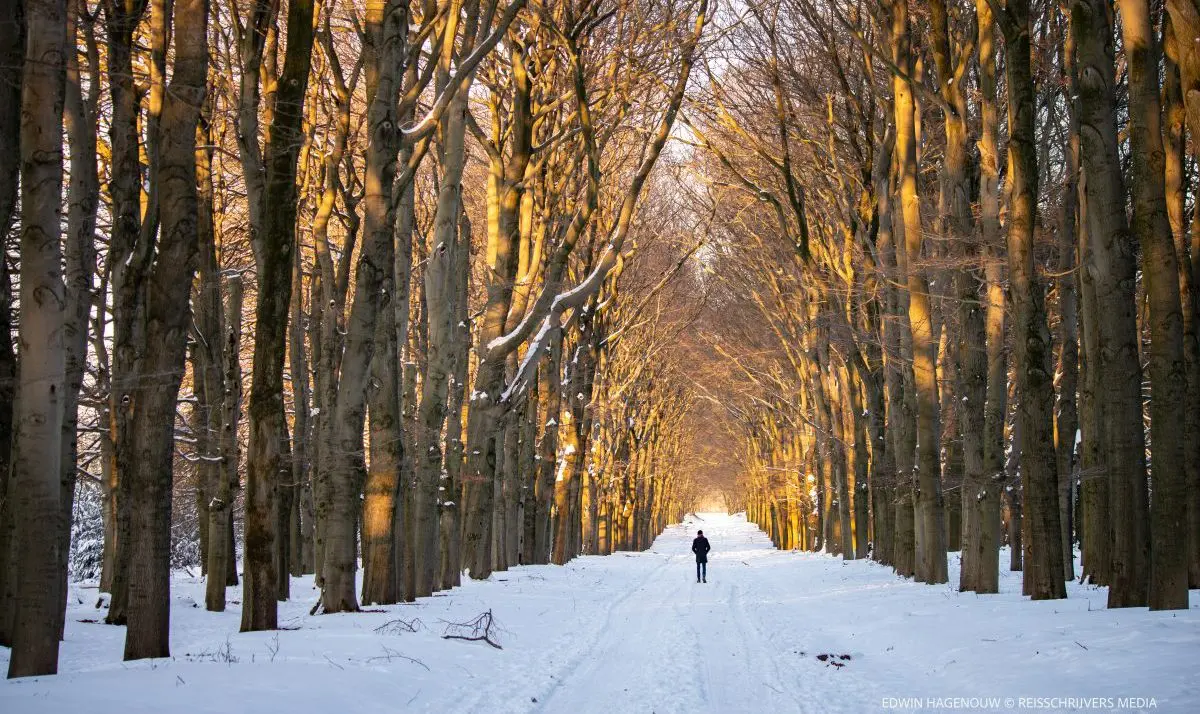 Oorverdovende stilte bij Planken Wambuis op de Veluwe