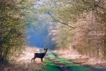 FOTOVERSLAG | Jong leven tijdens de lente op de Veluwe