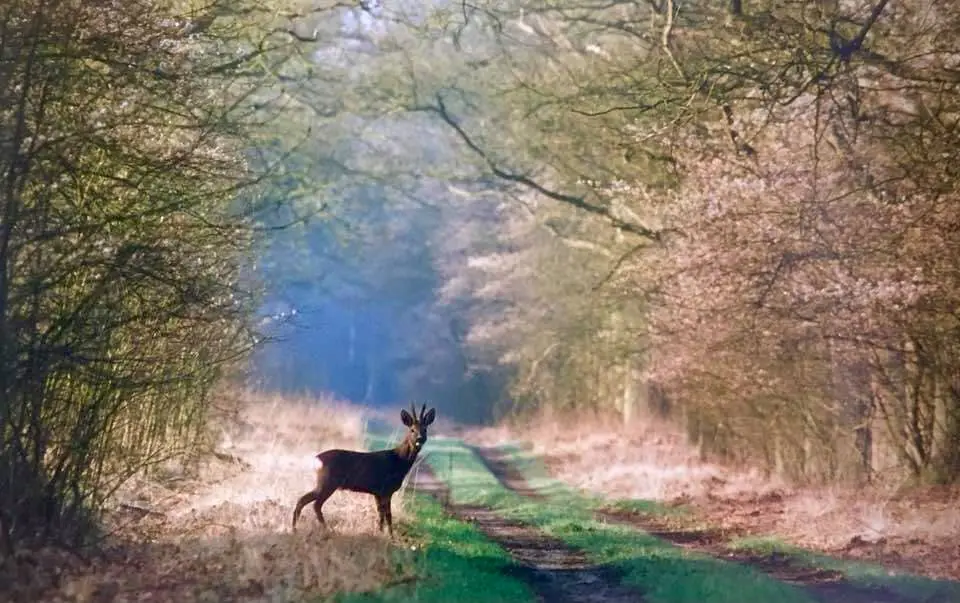 FOTOVERSLAG | Jong leven tijdens de lente op de Veluwe