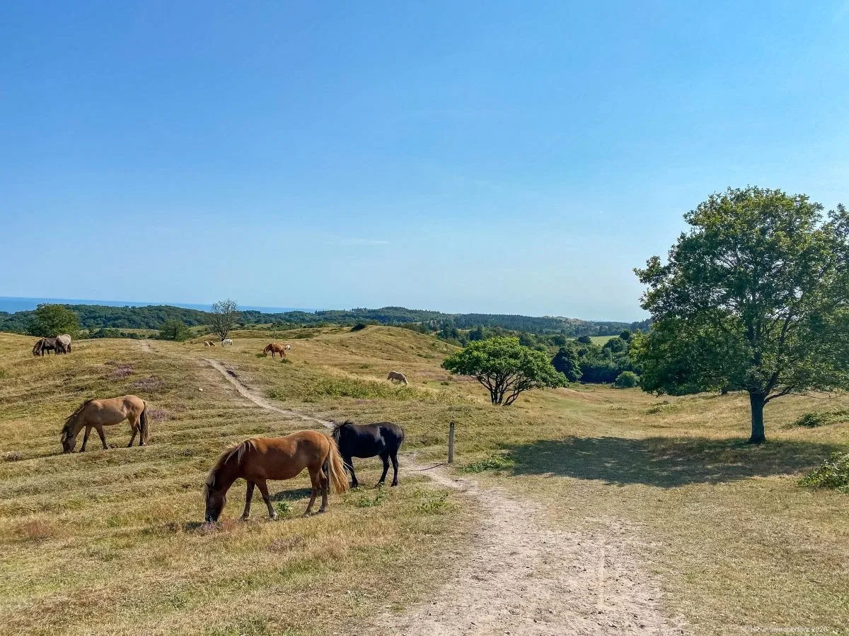 Mols Bjerge Trail in Denemarken is nu ook een Leading Quality Trail