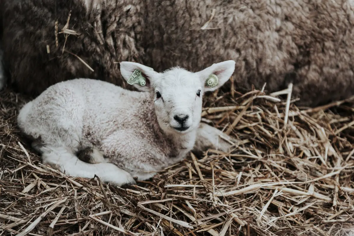 De Slufter, Texel | Sabrina Gaudio