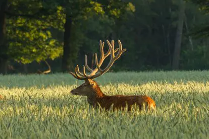 FOTOVERSLAG | Edelherten op de Veluwe