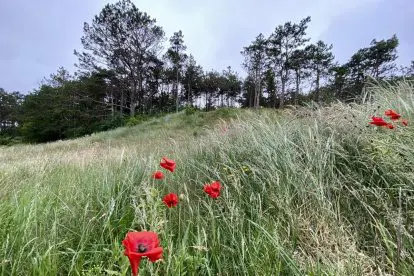 WANDELVERSLAG | Struinen door duin, strand en dorpjes op de Wadden