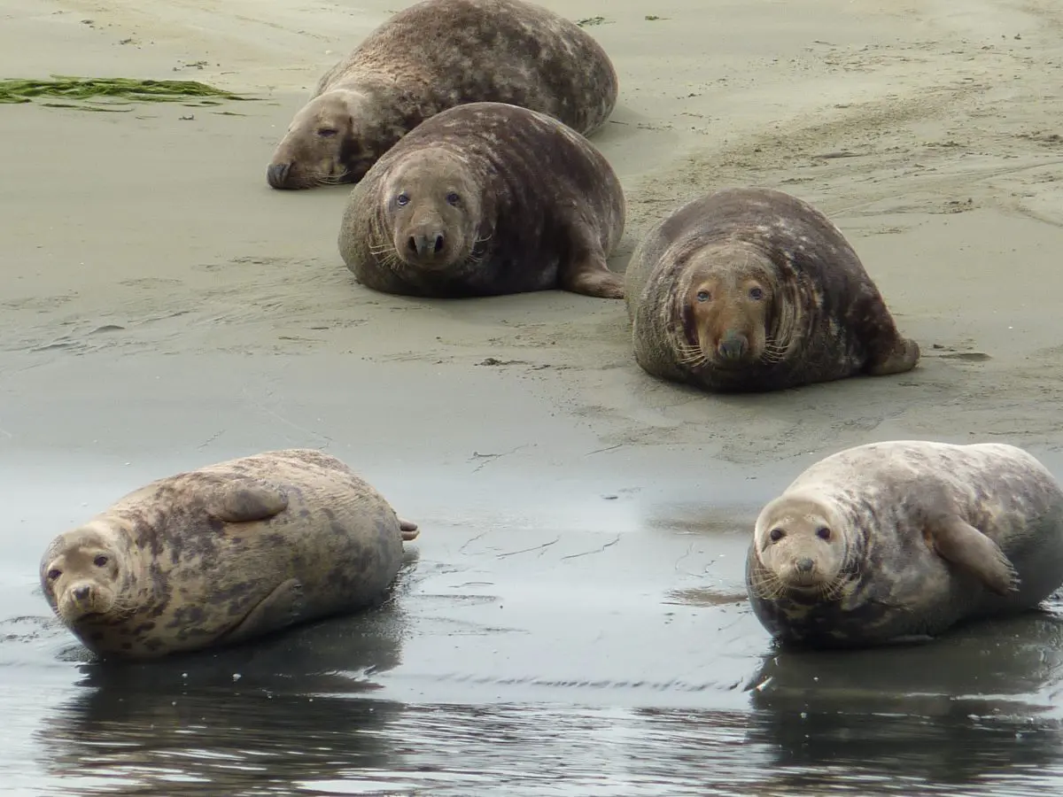 Spot jij de grijze en gewone zeehond in NP Oosterschelde?