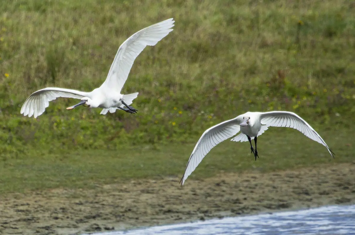 Heel veel vogels in Nationaal Park Nieuw Land. Foto: Allwrite