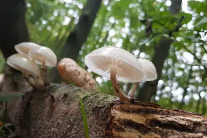Het Waterloopbos als paddenstoelenparadijs voor jong en oud
