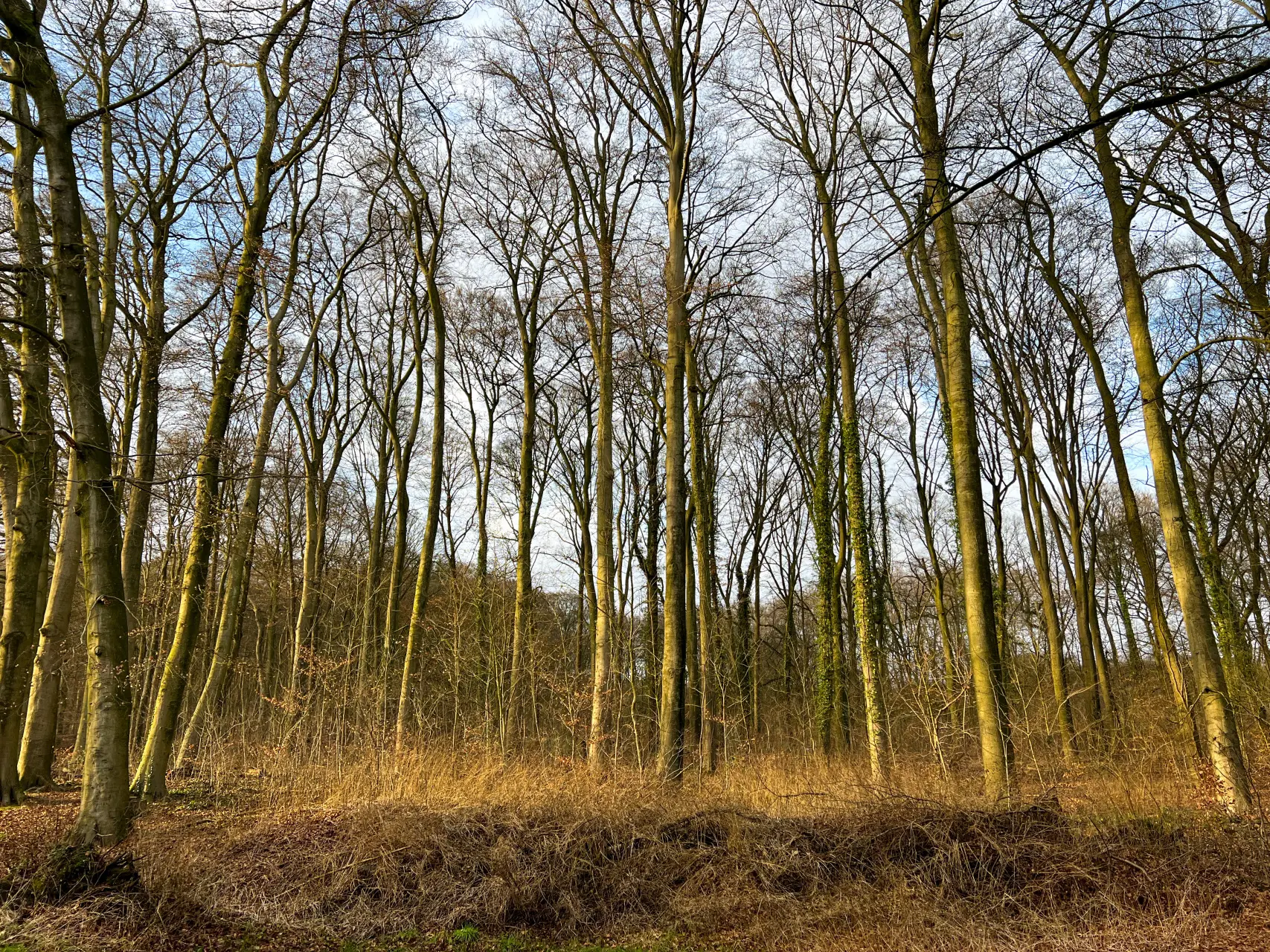 Een echte OutdoorDichtbij wandeling bij Oosterbeek (16km, 3 uur)
