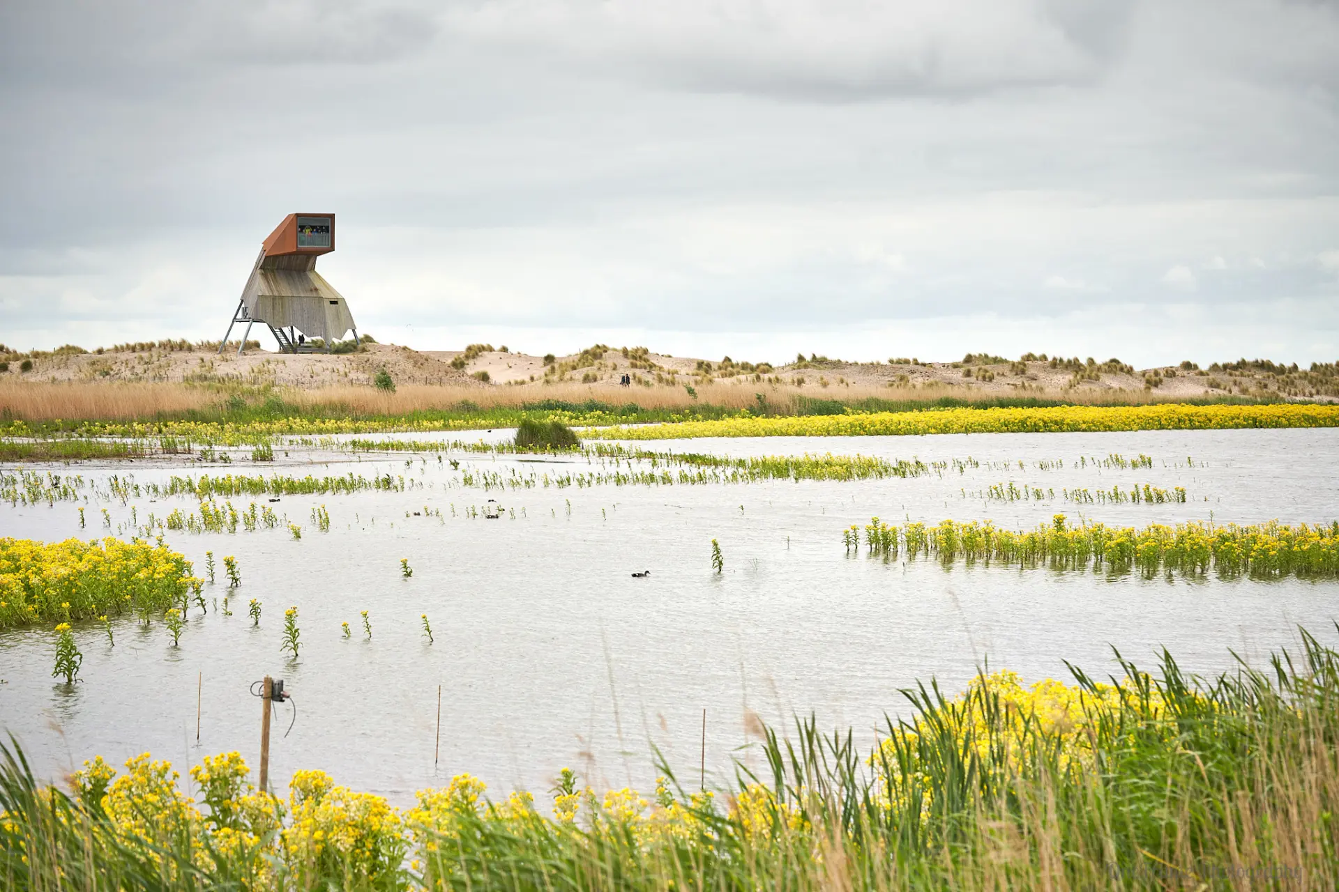 Nieuw Land