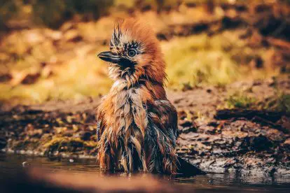 Hoe krijg je de meeste vogels te zien dichtbij huis?