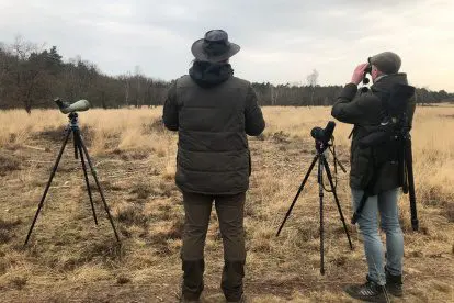Wintervogels op de Veluwe - Op zoek naar de Klapekster