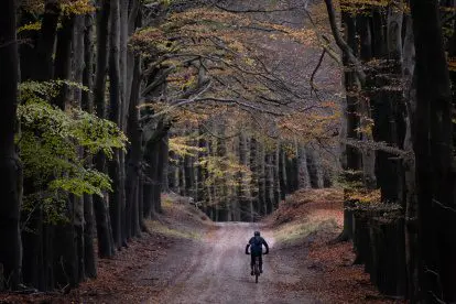 Een verkenning van natuurgebied de Planken Wambuis op de Veluwe