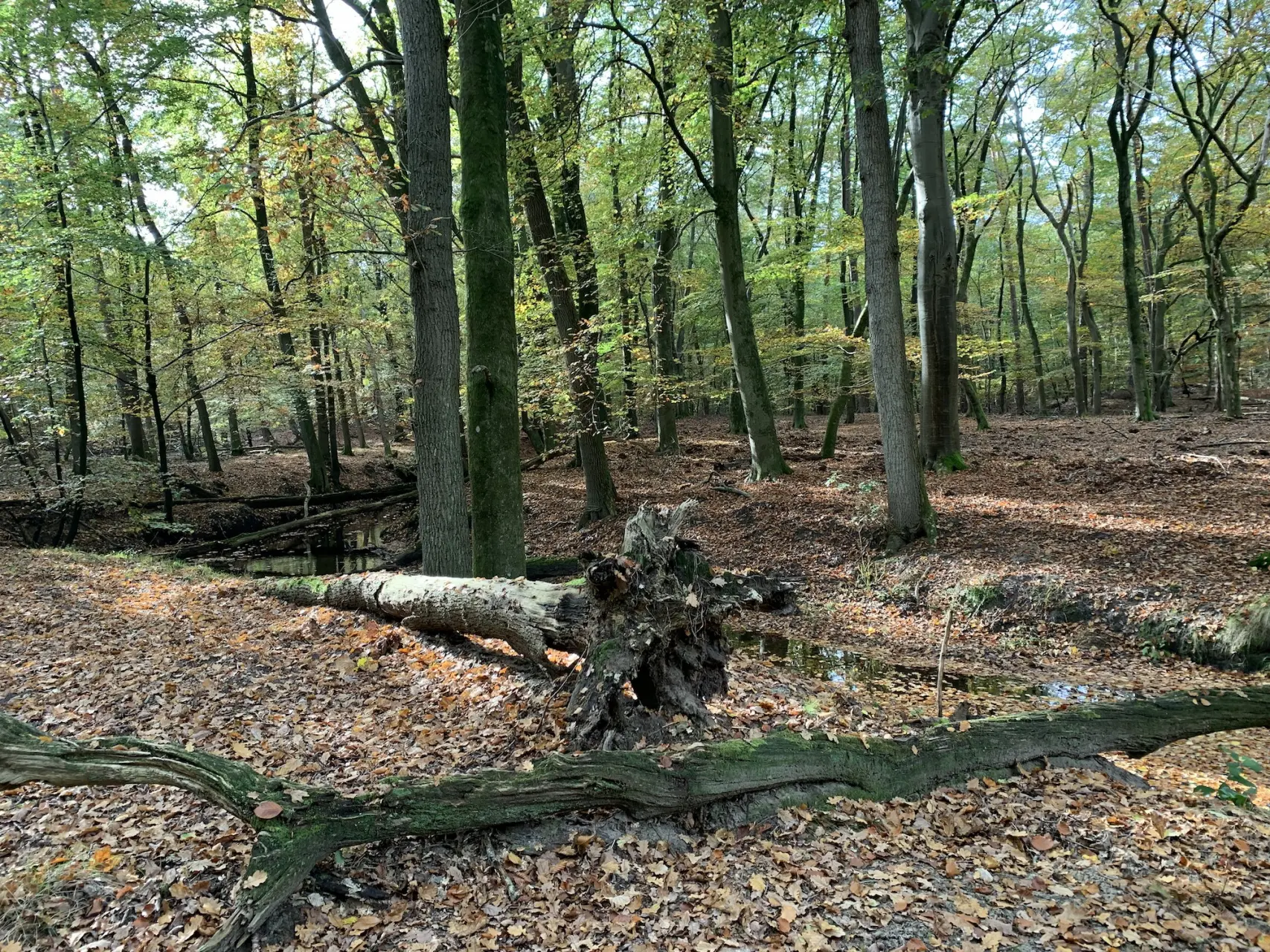 Leuvenumse beek Edelherttrail
