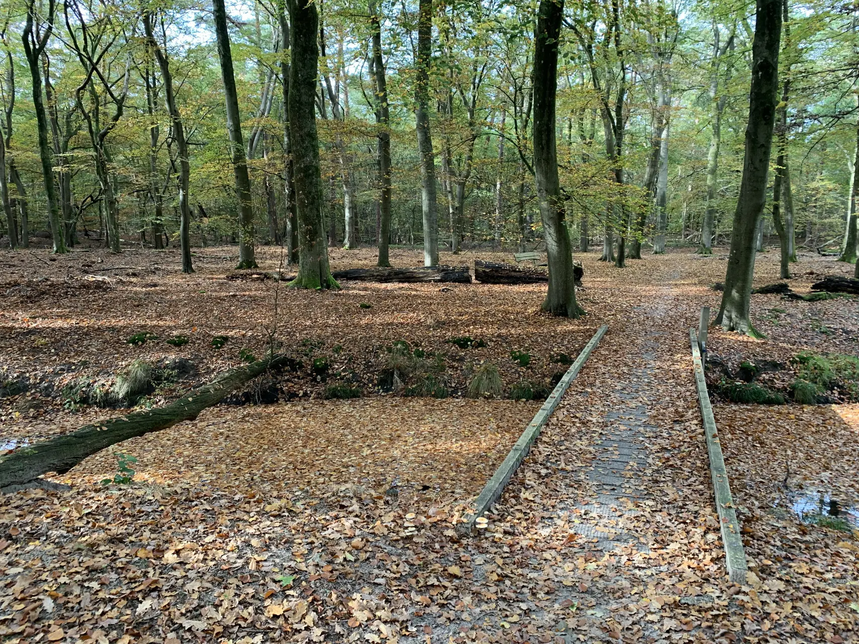 Edelherttrail, wandelen in het spoor van het edelhert