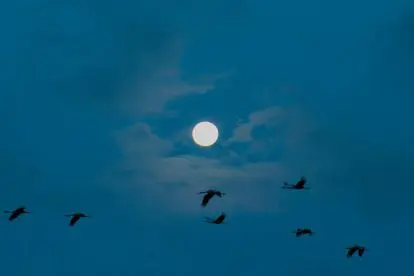 De voorjaarstrek van kraanvogels over Nederland