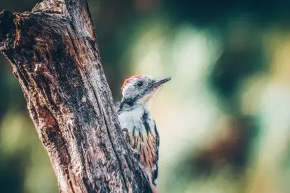 Een ideaal 5-stappenplan voor de beginnende vogelspotter