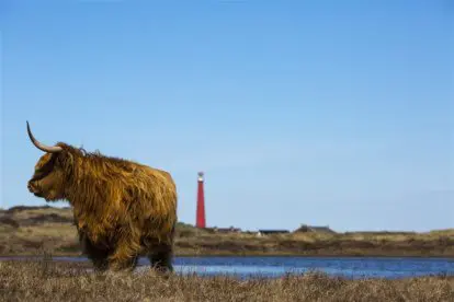 Twee wandelingen door het Waddengebied van Noord-Holland