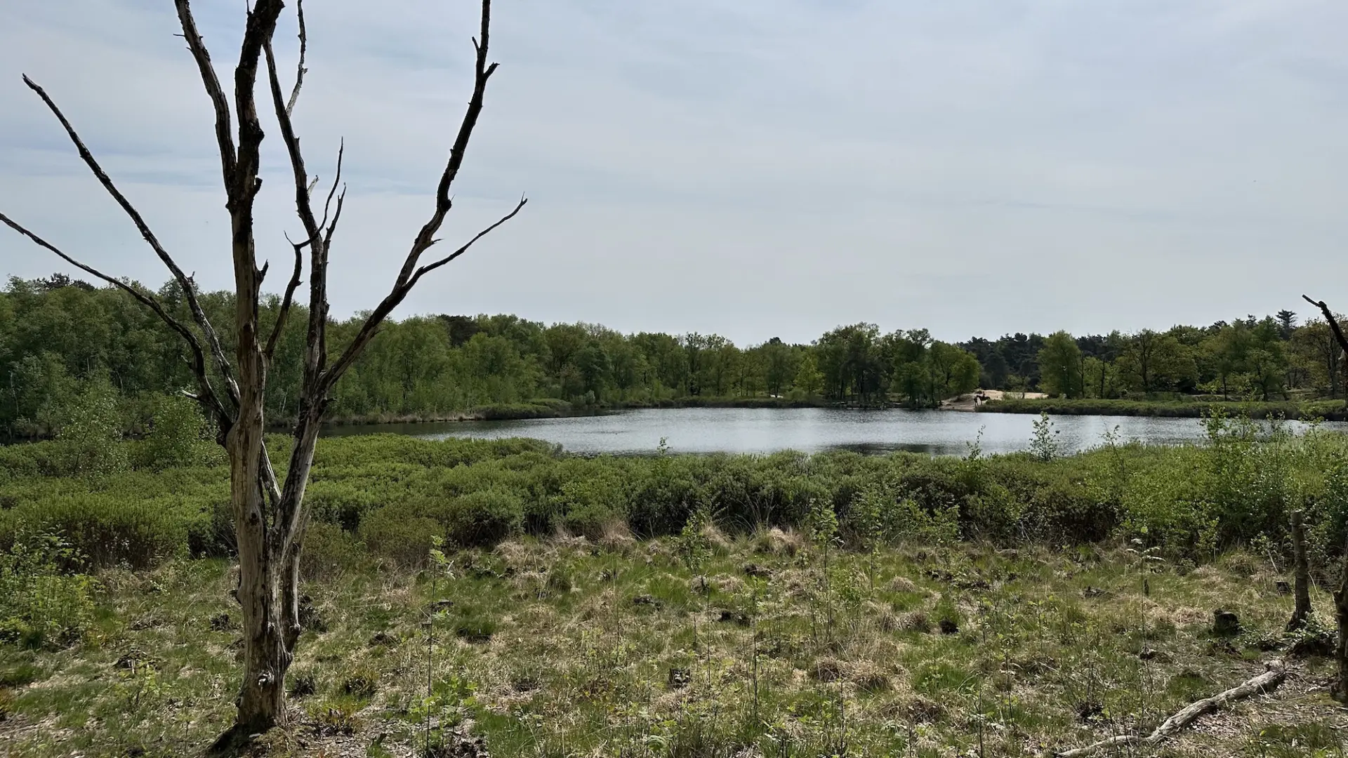 Siepelveen Drentsche Aa 
