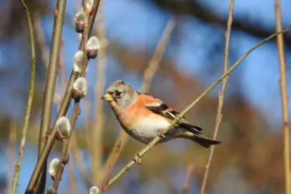 Vogelsoorten die je deze herfst móet zien
