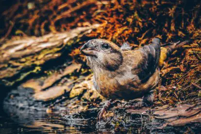 Column | Tips voor vogels spotten in de herfst en de winter