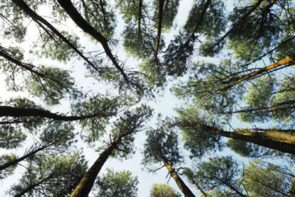 Liefde voor de natuur | Hanwag doneert 750 bomen aan Life Terra