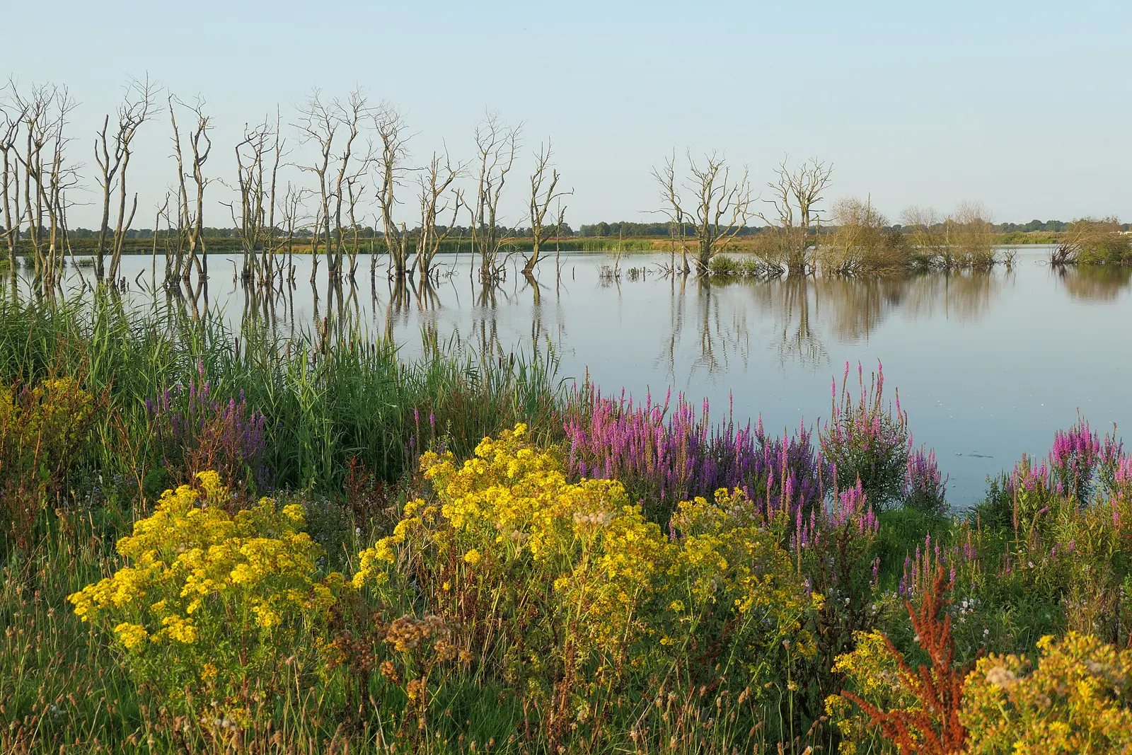 Tusschenwater