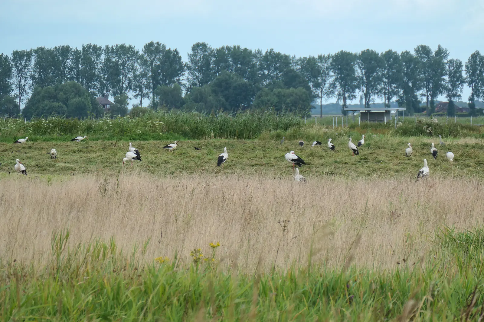 LOFAR gebied