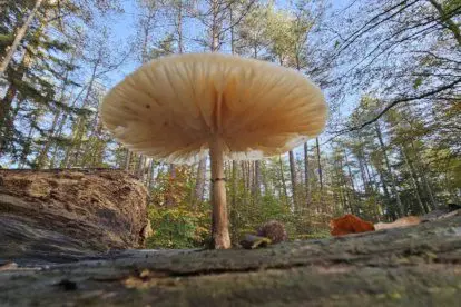 Spanderswoud als leukste natuurbos vol paddenstoelen