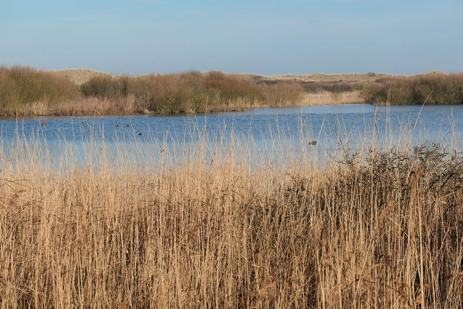 Ameland